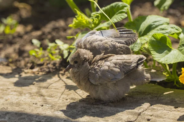 Poussin Pigeon Sauvage Colombe Collier Eurasien Streptopelia Decaocto Est Une — Photo