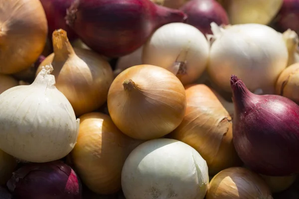 Bunte Zwiebel Wurzelpflanzen Ernten Rotes Gelbes Und Weißes Gemüse Farbenfroher — Stockfoto