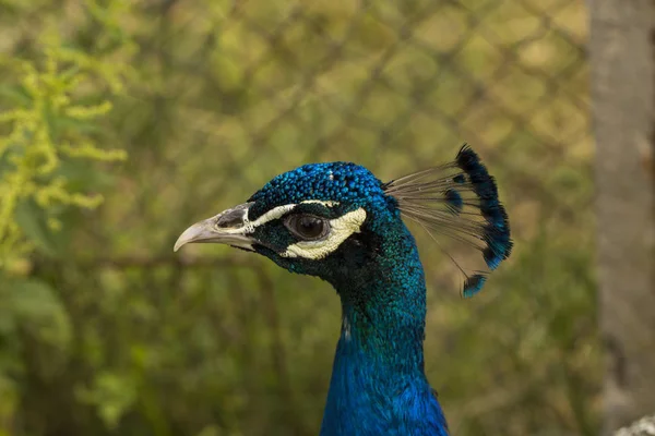 Indian Peafowl Blue Peafowl Pavo Cristatus Large Brightly Coloured Bird — Stock Photo, Image