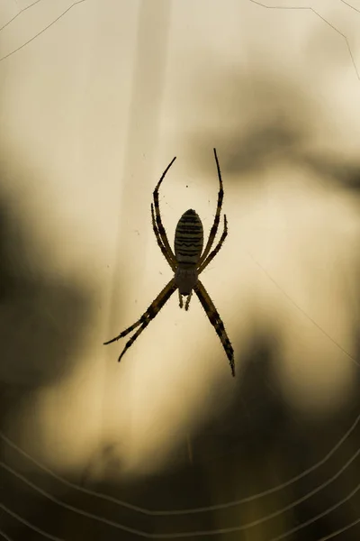 Argiope Bruennichi Una Especie Araña Familia Asteraceae Arácnidos Rocío Amanecer — Foto de Stock