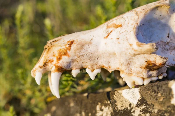 Skull of a dead fox at dawn in a meadow.