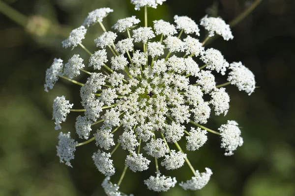 Daucus Carota Wilde Wortel Vogelnest Bisschop Kant Queen Anne Lace — Stockfoto