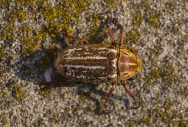 Anoxia orientalis, Scarabaeidae familyasından bir gübre böceği cinsinebinin.