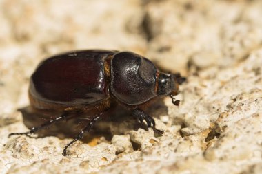 Avrupa gergedan böceği (Oryctes nasicornis), Dynastinae familyasına ait büyük bir uçan böcek türü..