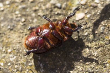 Avrupa gergedan böceği (Oryctes nasicornis), Dynastinae familyasına ait büyük bir uçan böcek türü..