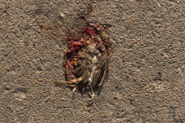 Ölü kuş. Yol savaşları - bir serçenin ölümü. Bir kuşun öldürülmesi. Arabadan ölüm. Civciv korkunç sonu.