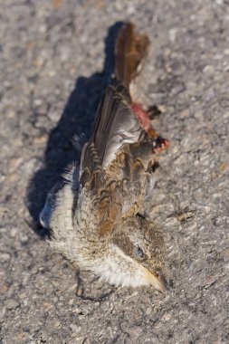 Ölü kuş. Yol savaşları - bir Örümcek Kuşu'nun ölümü. Arabadan ölüm. Kırmızı sırtlı örümcek kuşu (Lanius collurio), ötücü bir ötücü kuş türü. Yavru kuş - dişi.