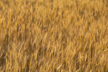 Altın tahıl hasat için hazır. Tahıl alanı. Buğday alanı. Tarımsal amaçlar için arazi. İnsan ırkının gıda tabanı.
