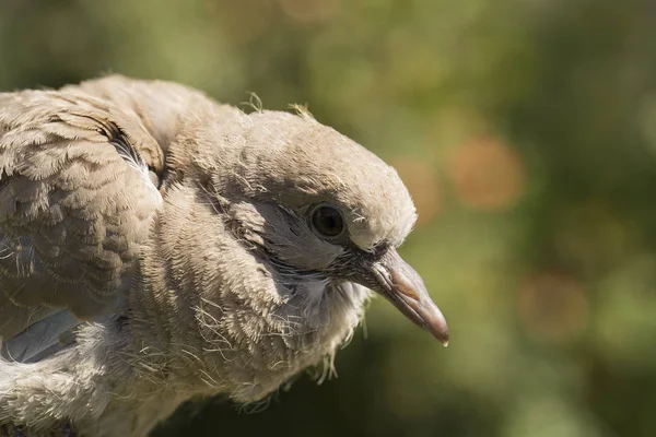 Wild pigeon chick. Eurasian collared dove (Streptopelia decaocto) is a dove species native to Europe and Asia. Streptopelia.