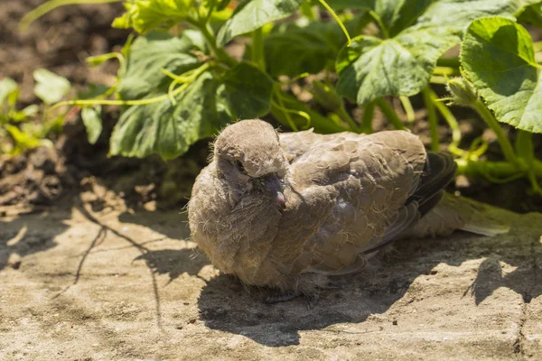 Vild Duva Chick Krage Dove Streptopelia Decaocto Duva Som Förekommer — Stockfoto