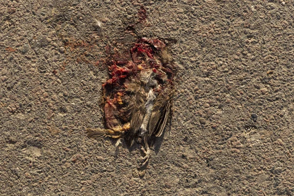 Ave Muerta Road Wars Death Sparrow Inglés Muerte Pájaro Muerte — Foto de Stock
