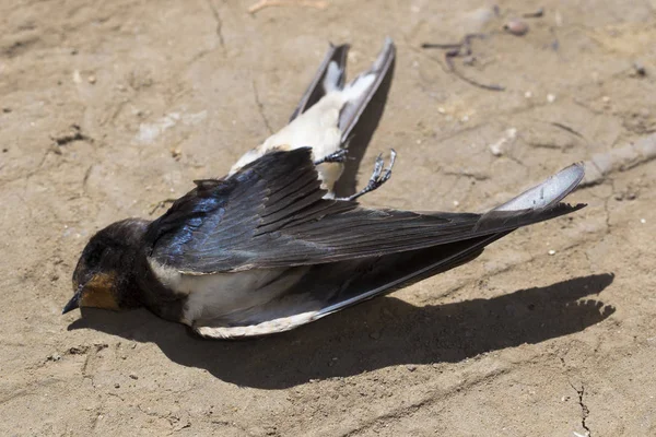 Döda Fågeln Road Wars Döden Svala Dödandet Fågel Döden Från — Stockfoto