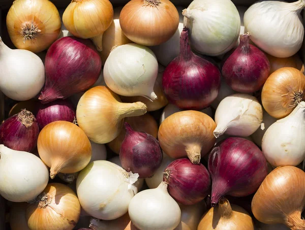 Bunte Zwiebel Wurzelpflanzen Ernten Rotes Gelbes Und Weißes Gemüse Farbenfroher — Stockfoto