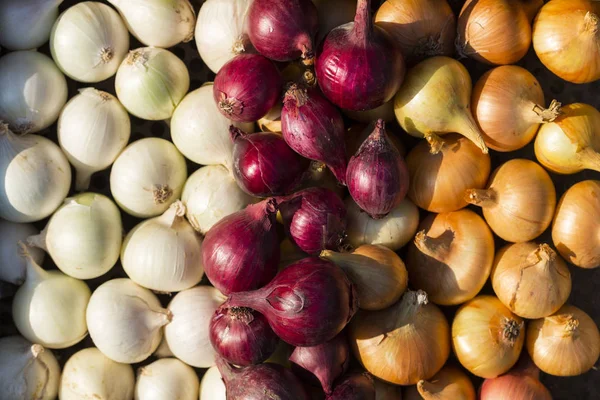 Bunte Zwiebel Wurzelpflanzen Ernten Rotes Gelbes Und Weißes Gemüse Farbenfroher — Stockfoto