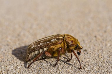 Anoxia orientalis, Scarabaeidae familyasından bir gübre böceği cinsinebinin.