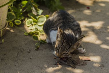 Bir kedi yavrusu ve bir serçe. Evcil hayvan kuşları öldürür ve onları yer. Kedi bir yırtıcı. Genç avcı. Kedilerin dünyası.
