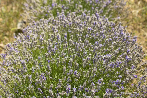 Çiçekli Lavanta Mavi Çiçeklertarla Lavandula Nane Ailesinde Çiçekli Bitkiler Lamiaceae — Stok fotoğraf