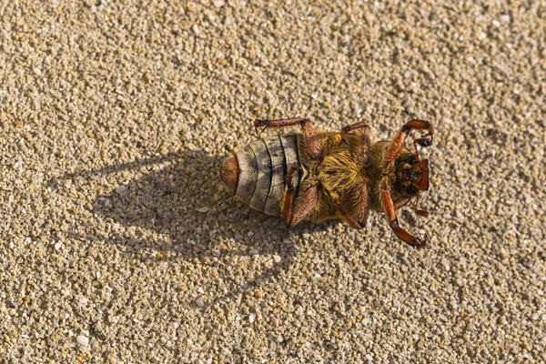 Anoxia Orientalis Een Geslacht Van Mestkever Uit Familie Van Boktorren — Stockfoto