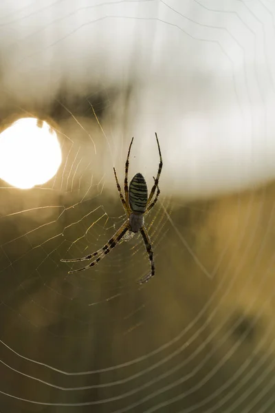 아르지오페 브루엔니치 말스프 구거미의 종이다 새벽에 이슬에 거미류 — 스톡 사진