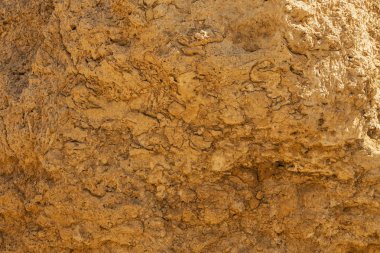 Kızıl Deniz 'in fosil mercanları. Antik yaratıklar, taşa döndüler..