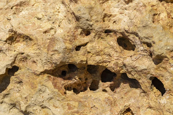 Kızıl Deniz 'in fosil mercanları. Antik yaratıklar, taşa döndüler..