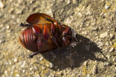 Avrupa gergedan böceği (Oryctes nasicornis), Dynastinae familyasına ait büyük bir uçan böcek türü..