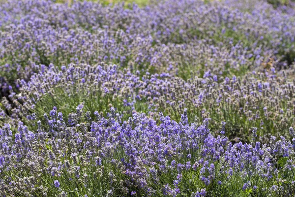 Kwitnąca Lawenda Pole Niebieskie Kwiaty Lavandula Rośliny Kwitnące Rodzinie Mięty — Zdjęcie stockowe