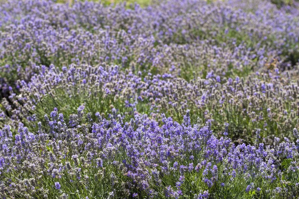 Kvetoucí Levandule Pole Modrých Květin Lavandula Kvetoucí Rostliny Mátové Rodině — Stock fotografie