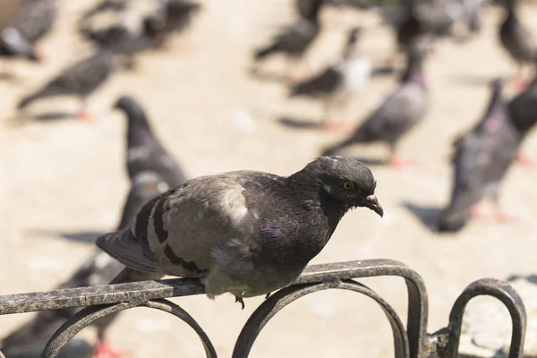 Holub Skalní Člen Ptačí Oblasti Columbidae Život Živočichů Metropoli — Stock fotografie