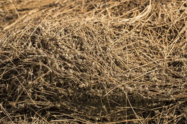 Stosy Suszonych Kwiatów Lavandula Roślina Rodziny Mięty Lamiaceae Bioodpady Przemysłu — Zdjęcie stockowe