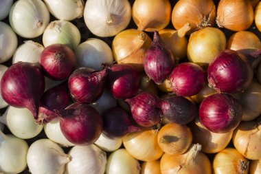 Çok renkli soğan. Hasat kök bitkileri. Kırmızı, sarı ve beyaz sebze. Alacalı yay - bitki arka planı.