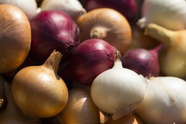 Çok renkli soğan. Hasat kök bitkileri. Kırmızı, sarı ve beyaz sebze. Alacalı yay - bitki arka planı.