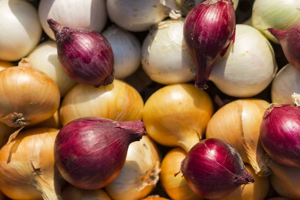 Bunte Zwiebel Wurzelpflanzen Ernten Rotes Gelbes Und Weißes Gemüse Farbenfroher — Stockfoto