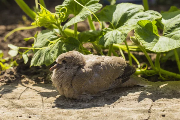 Wildtaubenküken Die Eurasische Halstaube Streptopelia Decaocto Ist Eine Taubenart Die — Stockfoto