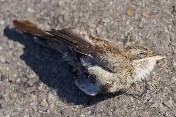 Ölü kuş. Yol savaşları - bir Örümcek Kuşu'nun ölümü. Arabadan ölüm. Kırmızı sırtlı örümcek kuşu (Lanius collurio), ötücü bir ötücü kuş türü. Yavru kuş - dişi.