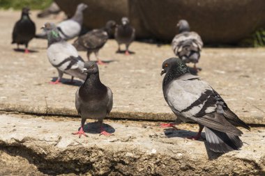 Kaya güvercini, ya da ortak güvercin, kuş Columbidae üyesidir. Metropoldeki hayvan yaşamı. Erkek güvercin kur kadın güvercin.