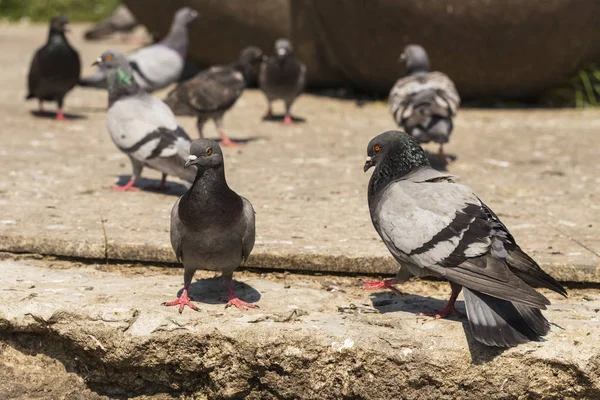 Kaya güvercini, ya da ortak güvercin, kuş Columbidae üyesidir. Metropoldeki hayvan yaşamı. Erkek güvercin kur kadın güvercin.