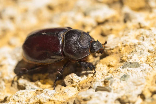 Avrupa gergedan böceği (Oryctes nasicornis), Dynastinae familyasına ait büyük bir uçan böcek türü..