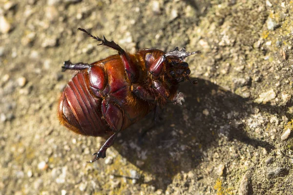 Avrupa gergedan böceği (Oryctes nasicornis), Dynastinae familyasına ait büyük bir uçan böcek türü..