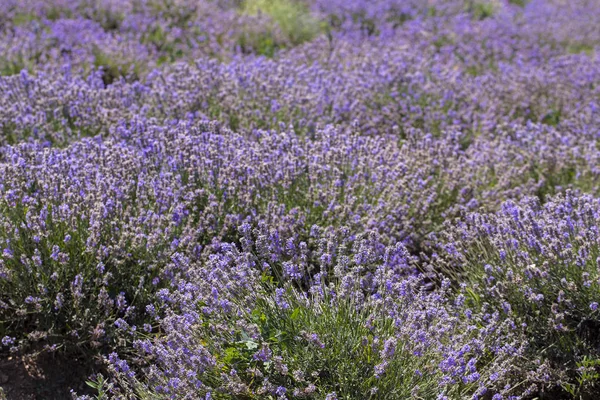Çiçekli lavanta. Mavi çiçeklertarla. Lavandula - nane ailesinde çiçekli bitkiler, Lamiaceae.