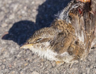 Ölü kuş. Yol savaşları - bir Örümcek Kuşu'nun ölümü. Kırmızı sırtlı örümcek kuşu (Lanius collurio), ötücü bir ötücü kuş türü. Yavru kuş - dişi.