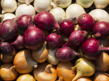 Çok renkli soğan. Hasat kök bitkileri. Kırmızı, sarı ve beyaz sebze. Alacalı yay - bitki arka planı.