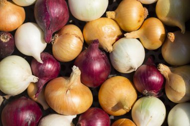 Çok renkli soğan. Hasat kök bitkileri. Kırmızı, sarı ve beyaz sebze. Alacalı yay - bitki arka planı.