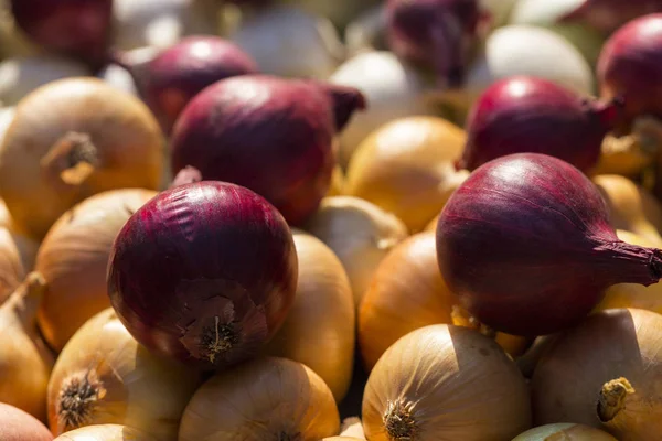 Bunte Zwiebel Wurzelpflanzen Ernten Rotes Gelbes Und Weißes Gemüse Farbenfroher — Stockfoto