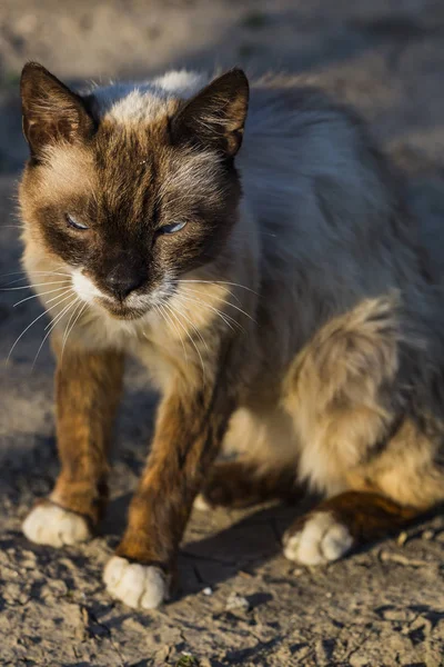 Μια Παλιά Μεταλλαγμένη Γάτα Μπλε Μάτια Μάτια Του Κυνηγού Πορτρέτο — Φωτογραφία Αρχείου