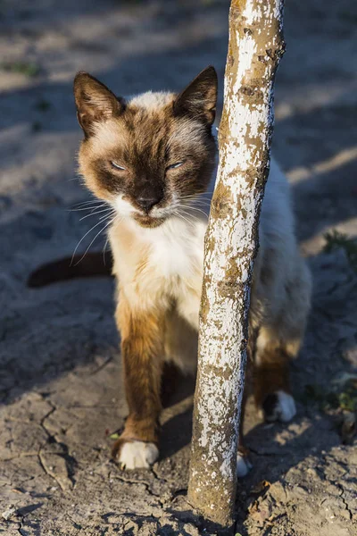 Eine Alte Mutierte Katze Mit Blauen Augen Raubtieraugen Porträt Des — Stockfoto