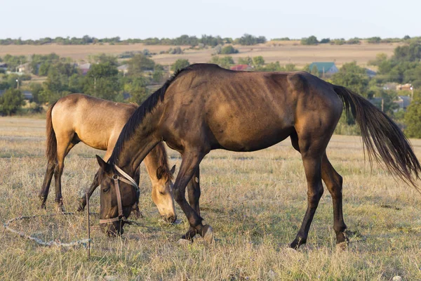 Mare Foal Pasture Animal Grazes Horses Eat Grass Dawn — Stock Photo, Image