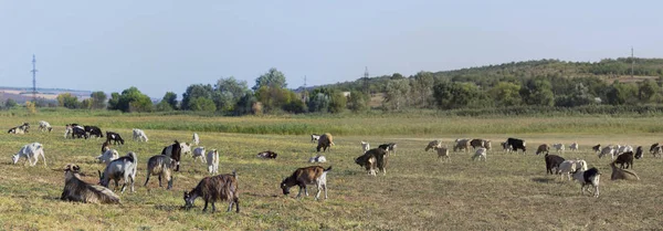 Una Manada Cabras Ovejas Los Animales Pastan Prado Pastos Europa — Foto de Stock