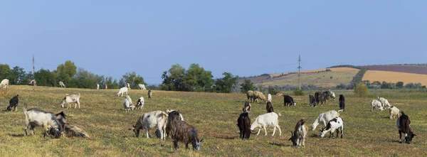 Uma Manada Cabras Ovelhas Animais Pastam Prado Pastagens Europa — Fotografia de Stock