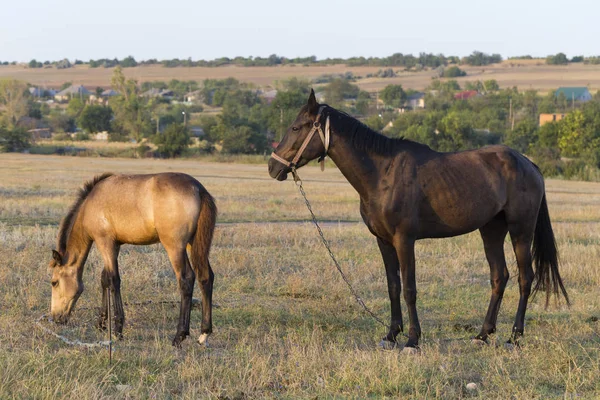 Uma Égua Com Potro Pasto Animal Que Pastoreia Cavalos Comem — Fotografia de Stock